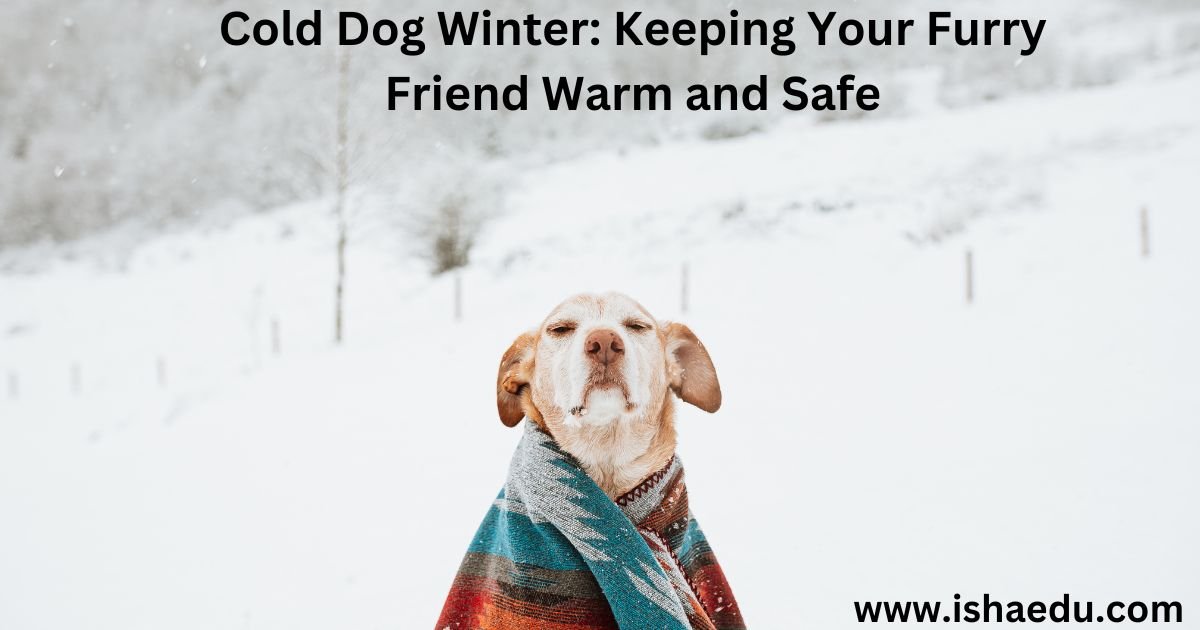 Cold Dog Winter: Keeping Your Furry Friend Warm And Safe