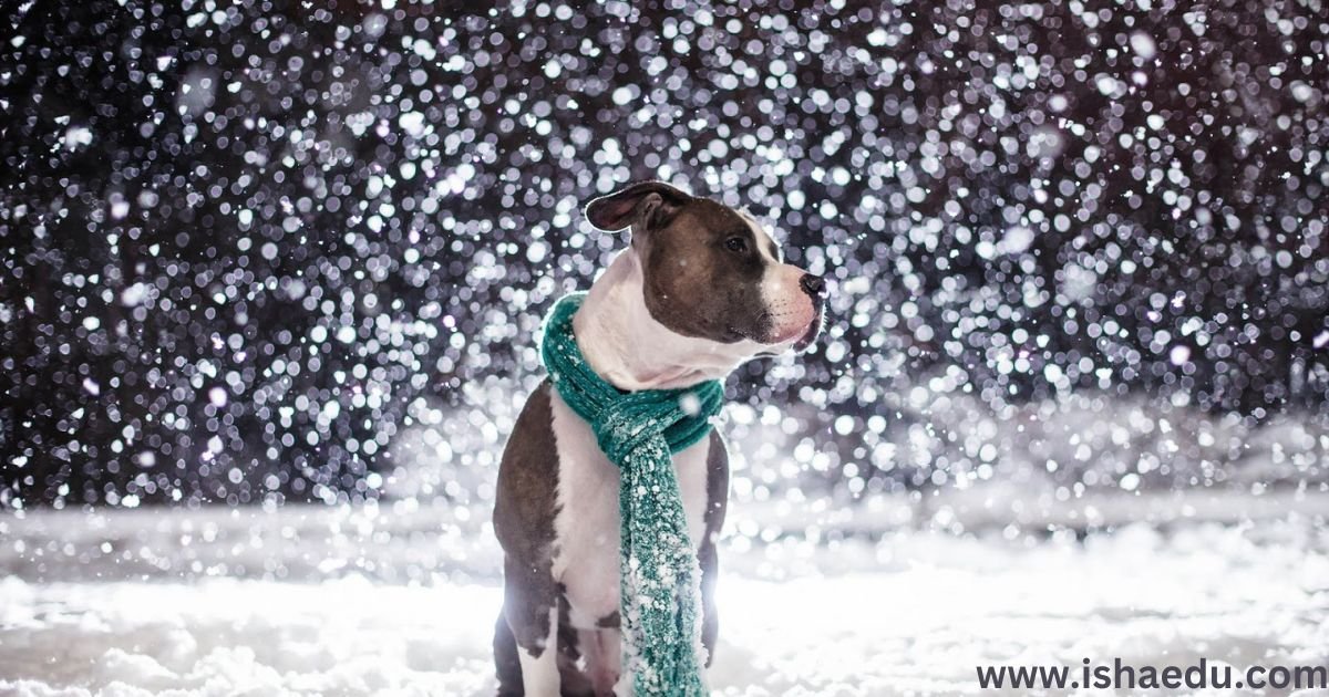 Cold Dog Winter: Keeping Your Furry Friend Warm And Safe